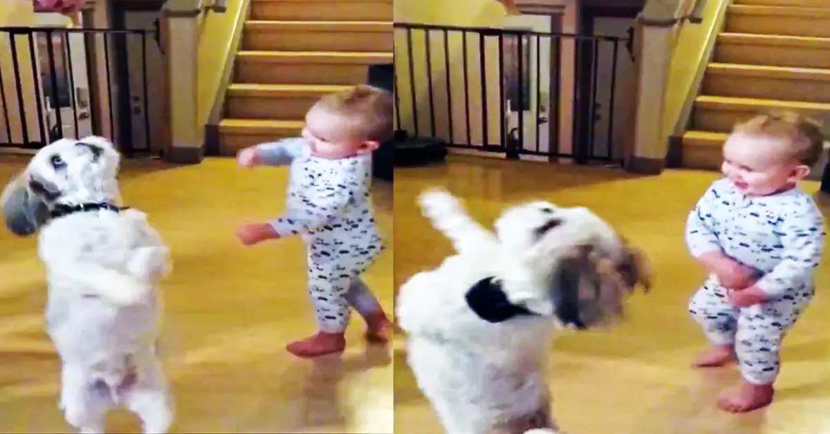 dog and baby spin