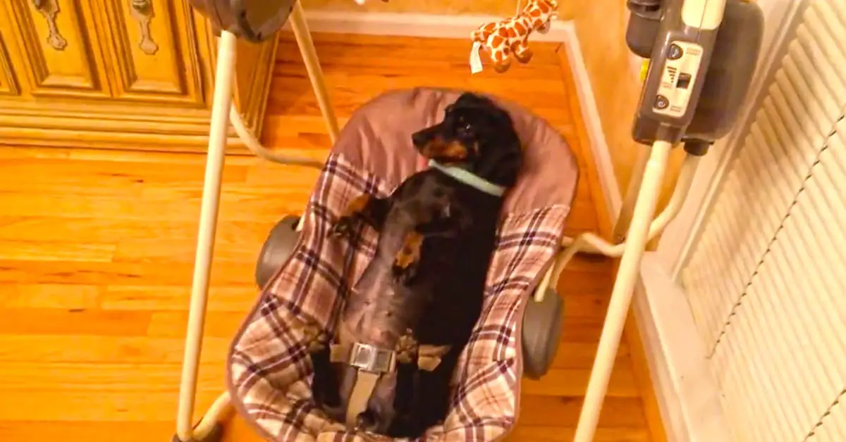 dog in baby swing
