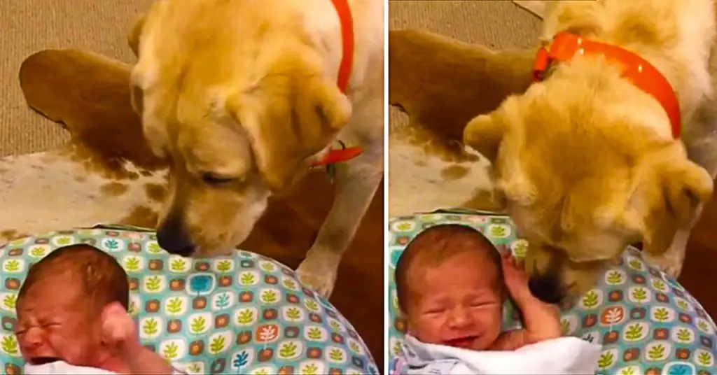 dog calms baby