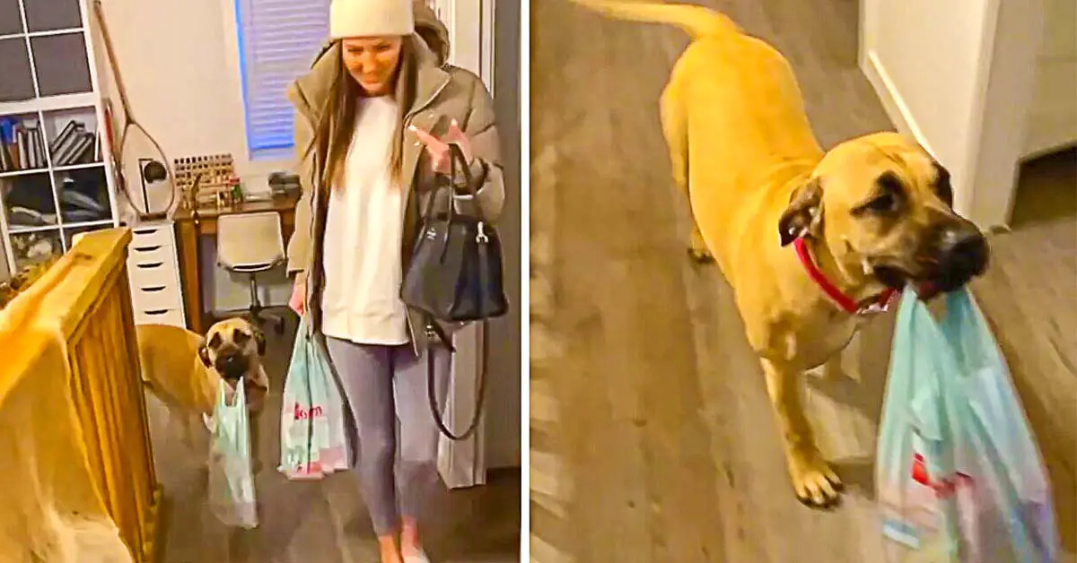 dog carries groceries