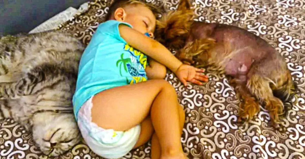 Dog, cat & baby nap