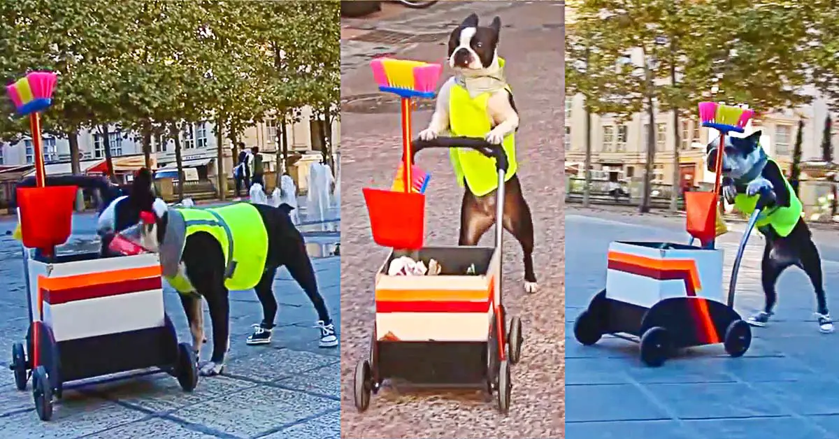 dog cleans trash