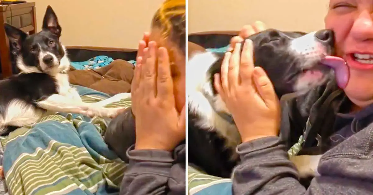 dog comforts mom