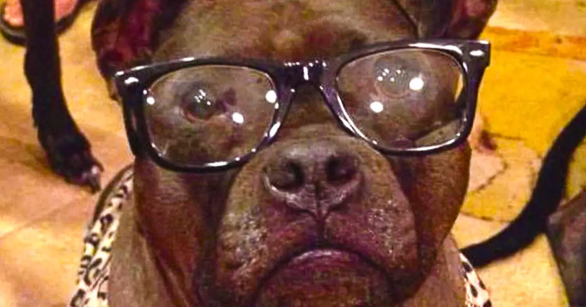 dog gets contacts