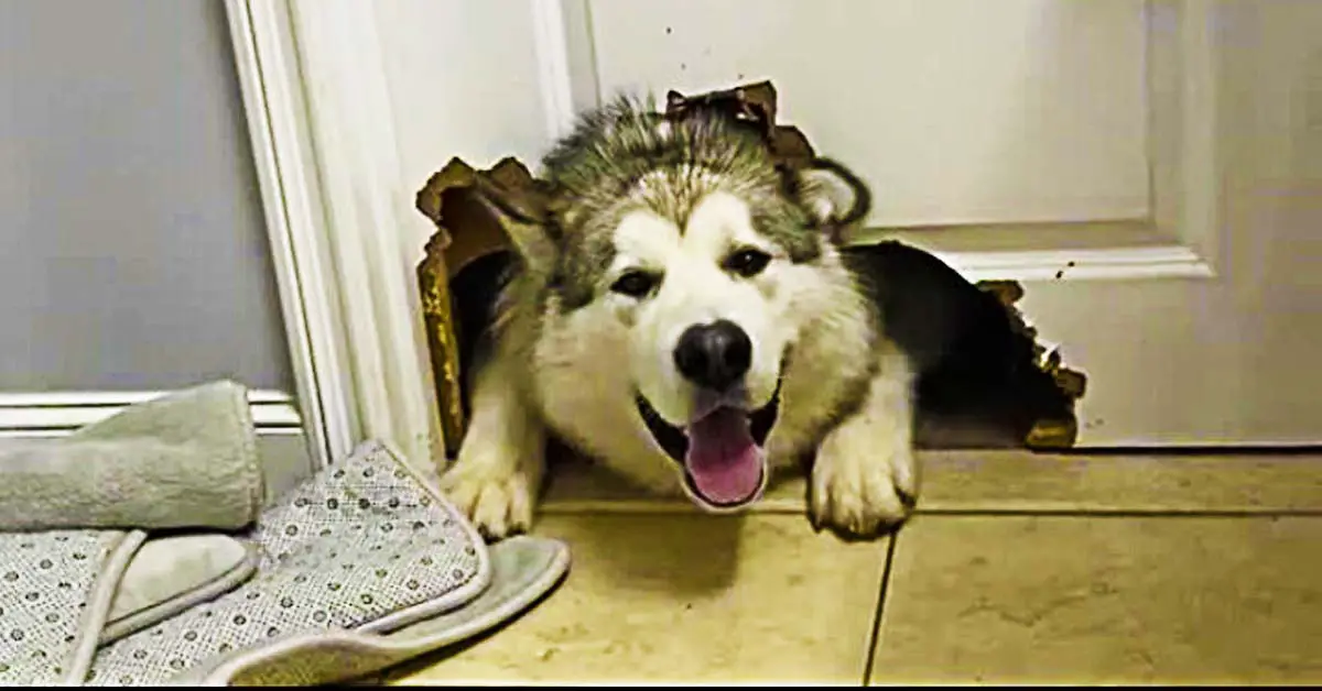 Malamute destroys door