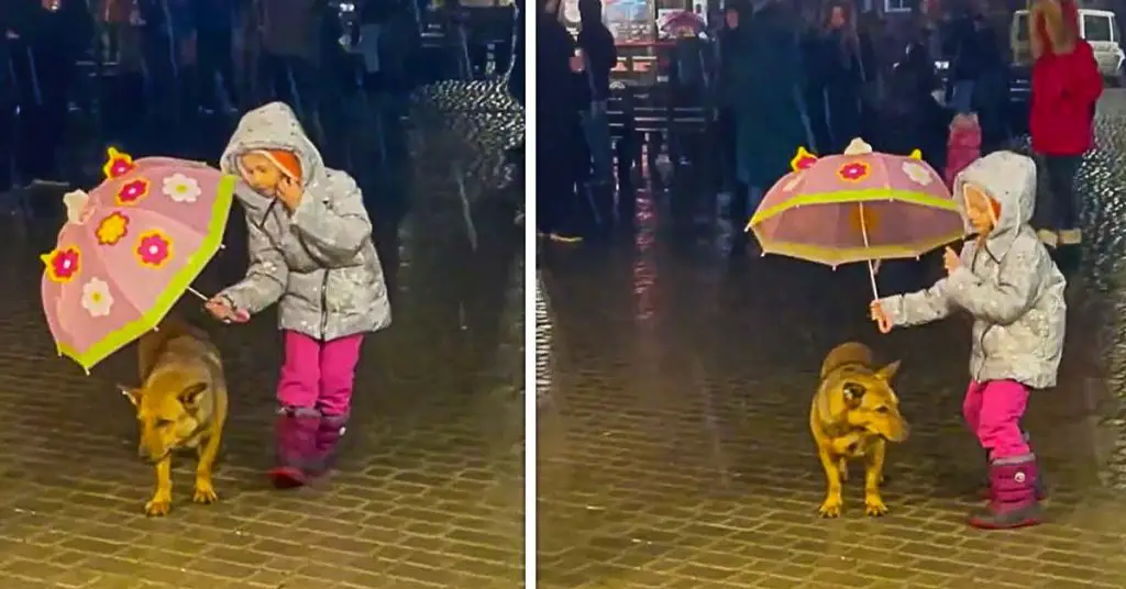 dog umbrella