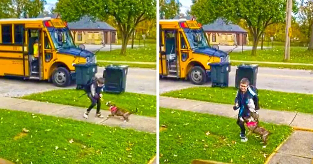 dog waits for school bus