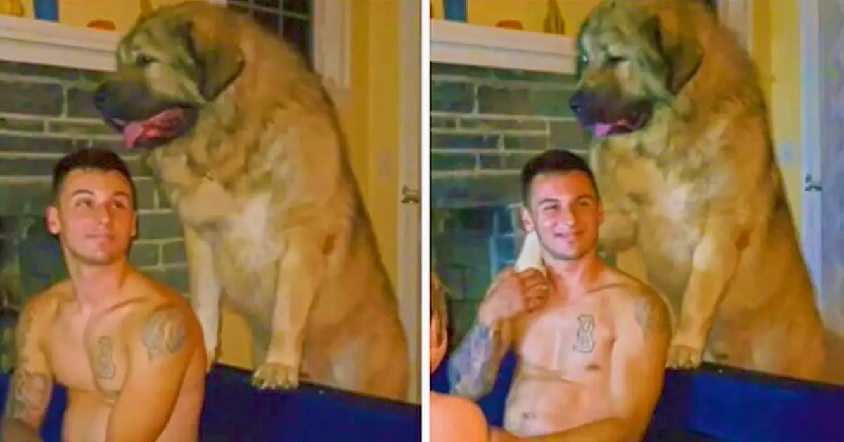 Caucasian Shepherd hug