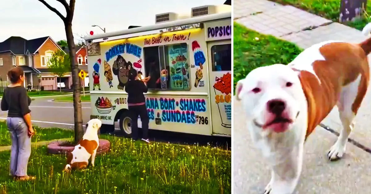 dog ice cream