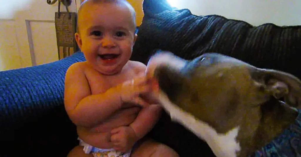 dog licks baby