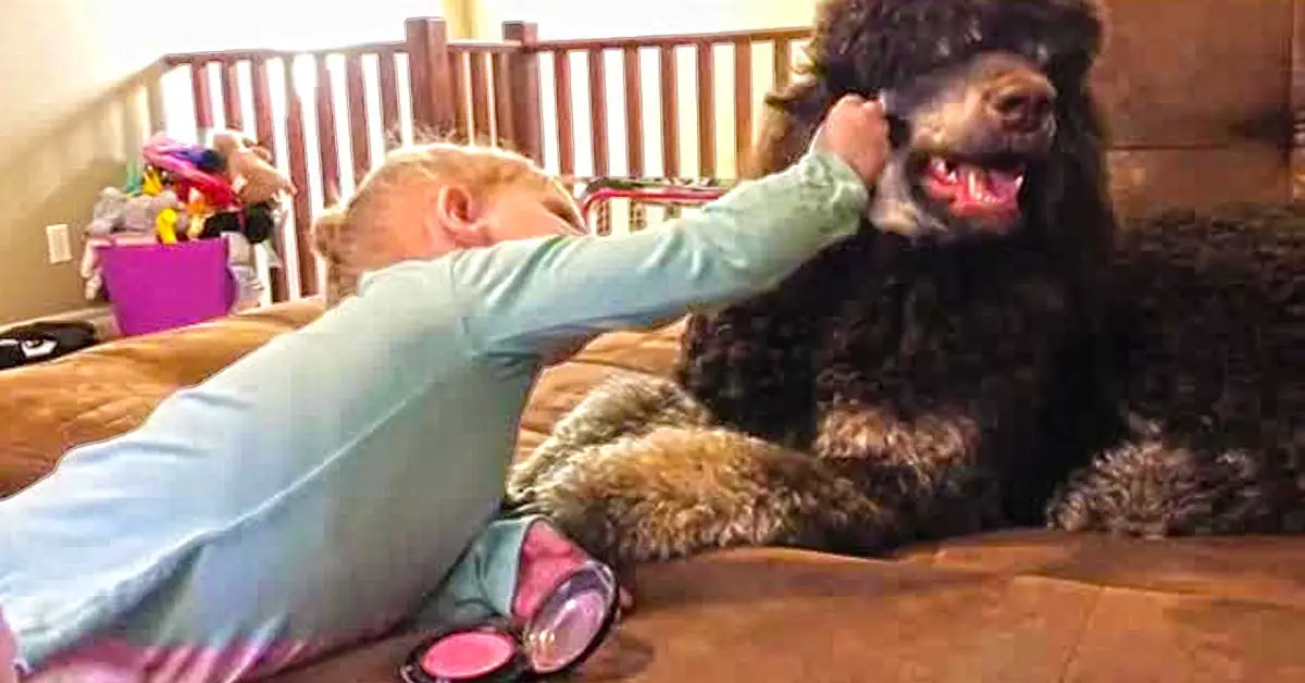 dog makeup