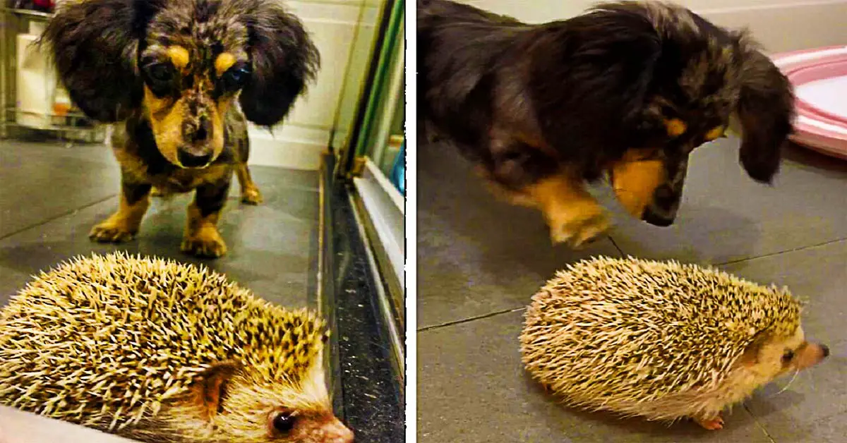 dog and hedgehog