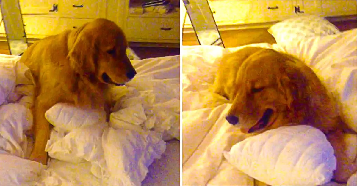 Dog messy bed