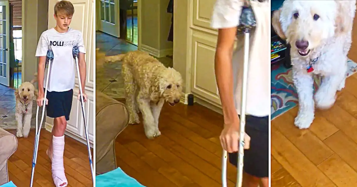 dog mimics teen