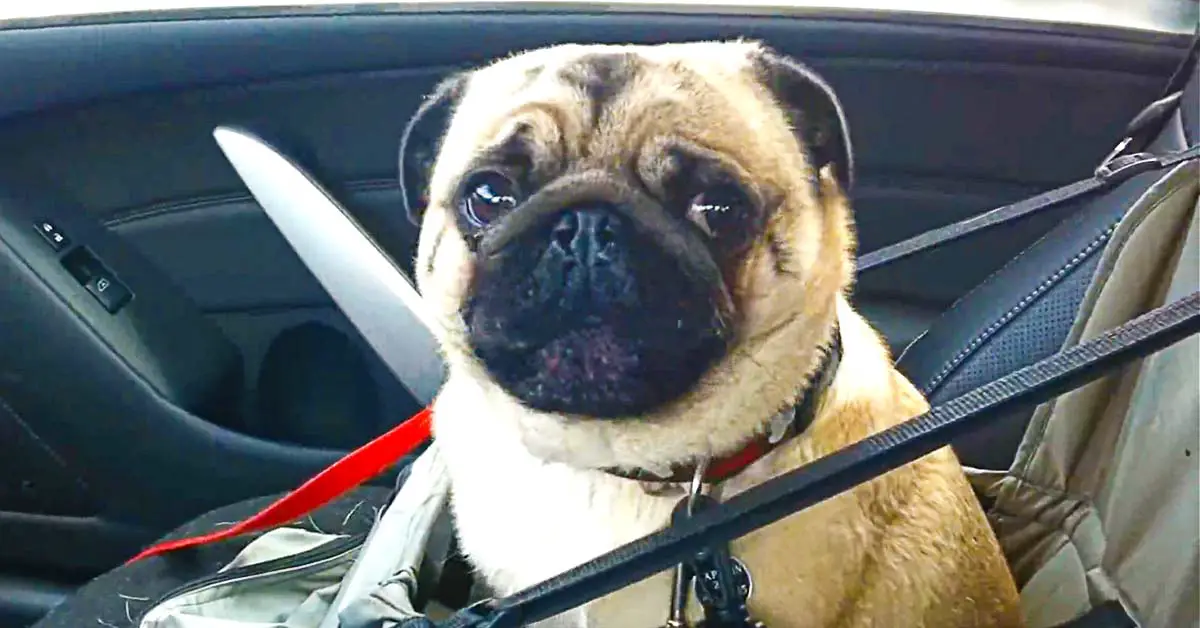 Dog at the pet store