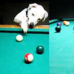 dog plays billiards