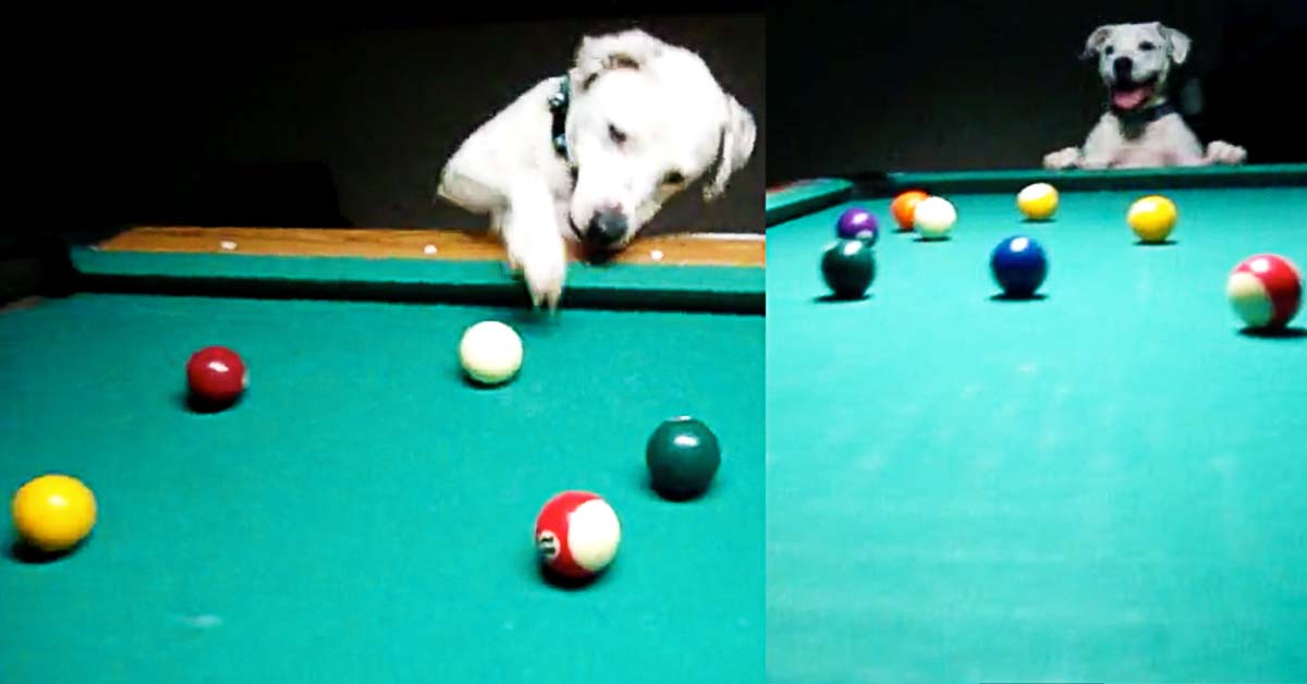 dog plays billiards