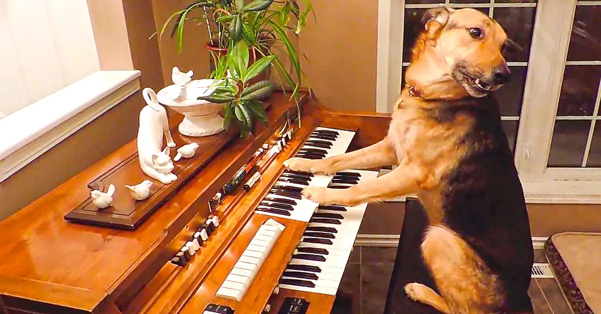 Dog plays piano