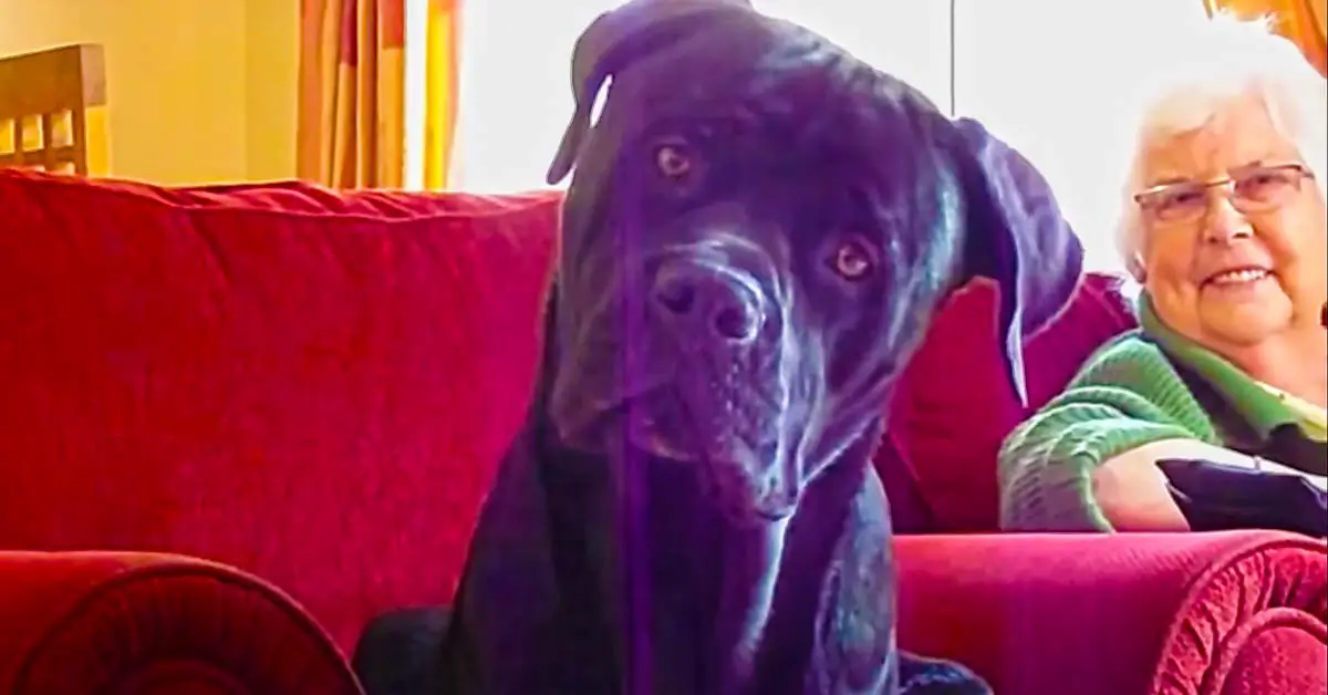 Dog reacts to baby laughing