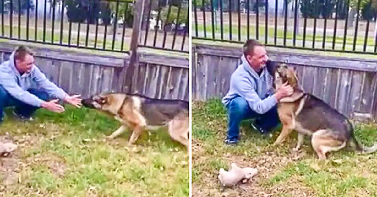 Dog reunited