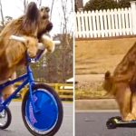 dog rides bike