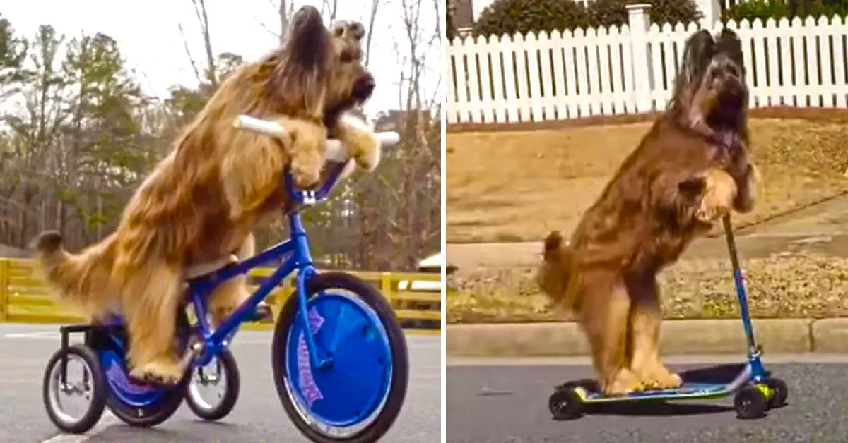 dog rides bike