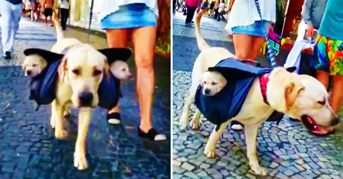 dog saddle bags
