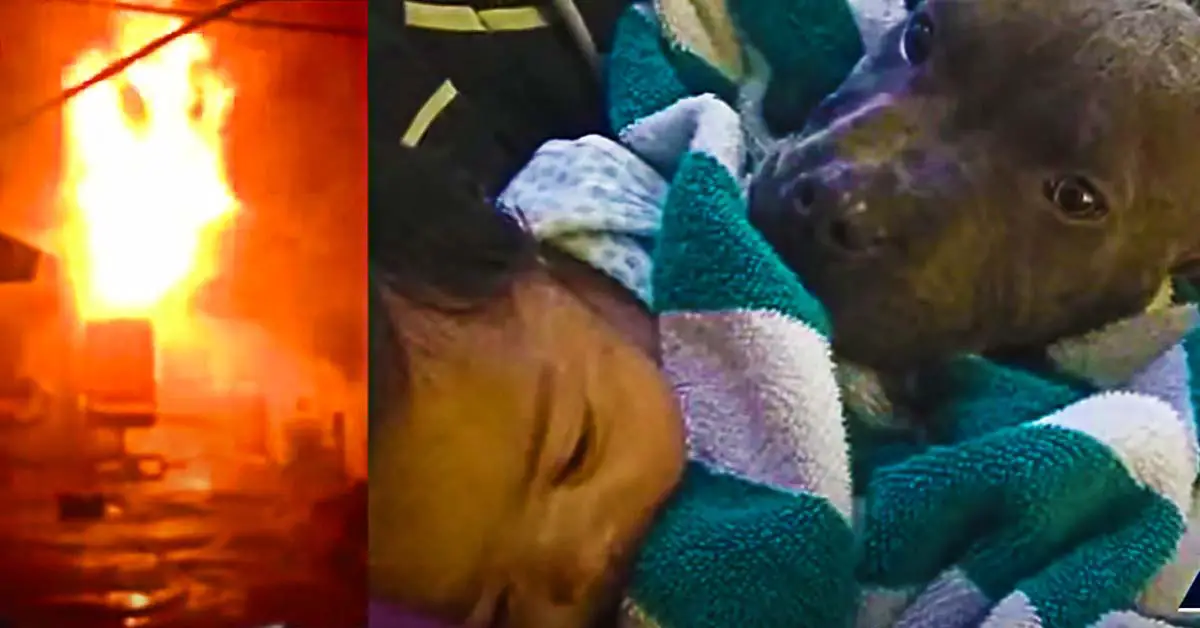 Dog Saves Baby