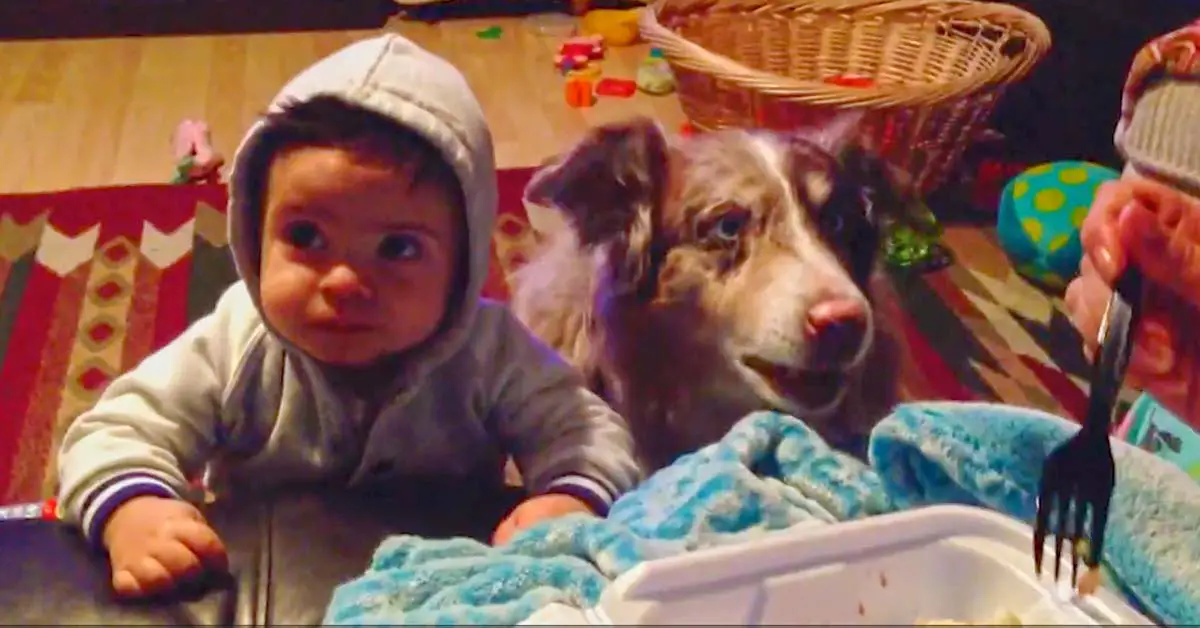 dog says mama