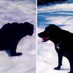 dog snow sliding