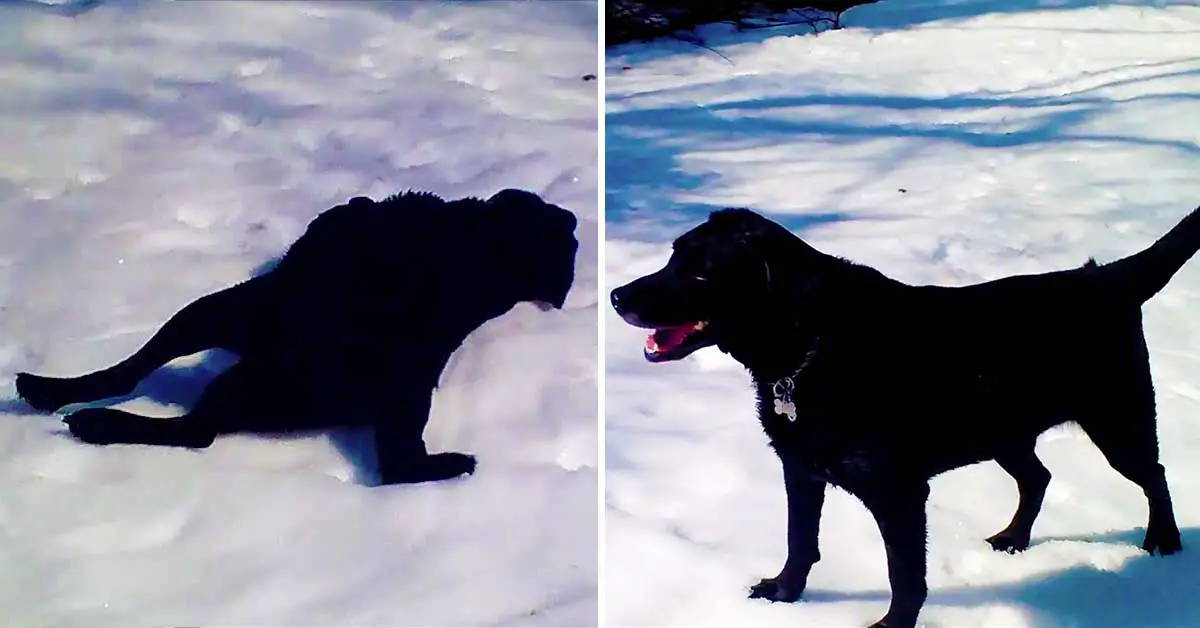 dog snow sliding