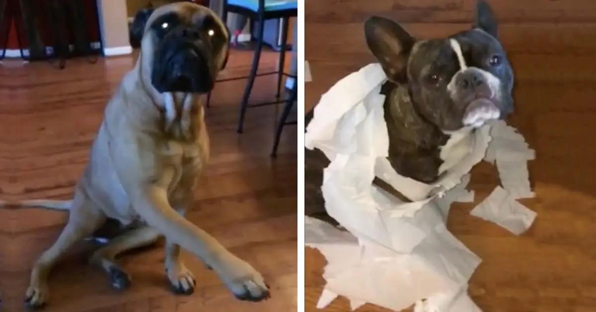 dog sold out by friend