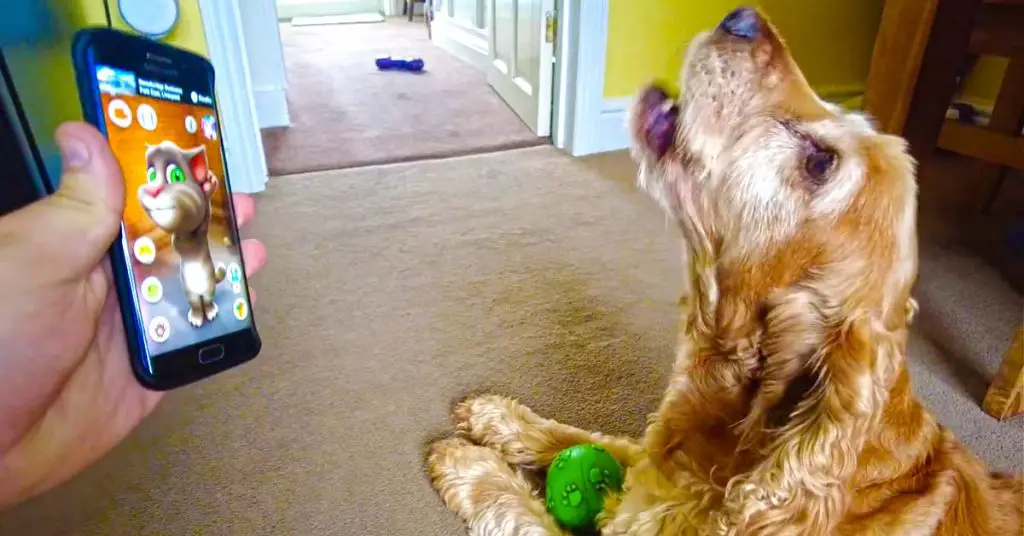 dog Talking Tom app
