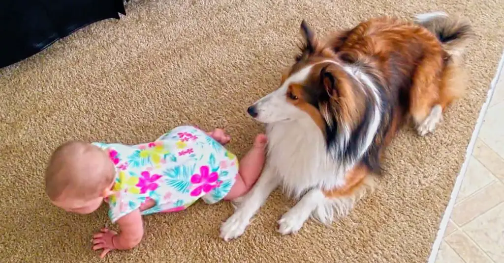 dog teaches baby to crawl