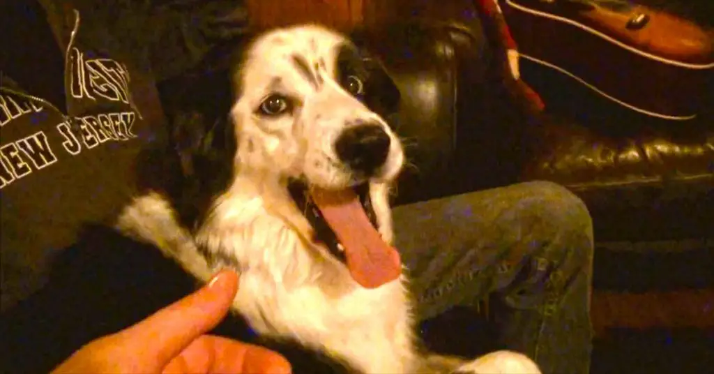 dog sticks out tongue
