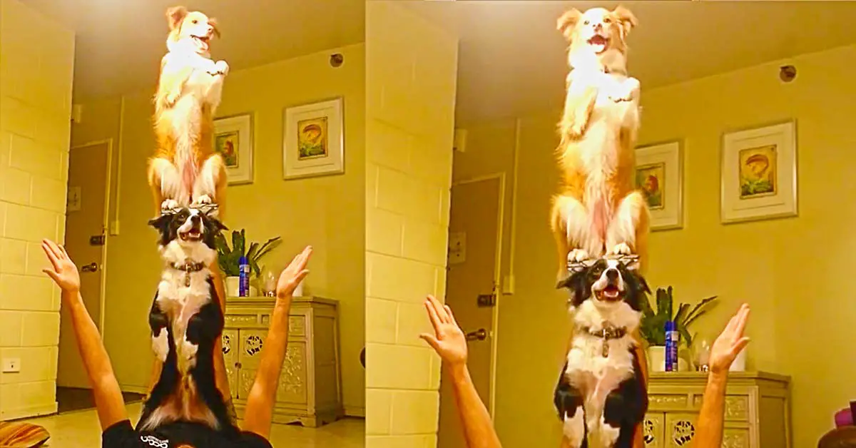 dog balance tricks