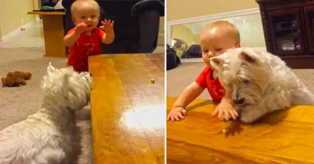 dog vs baby