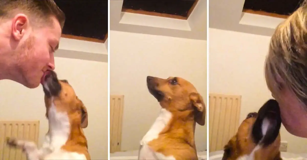 dog wants kisses