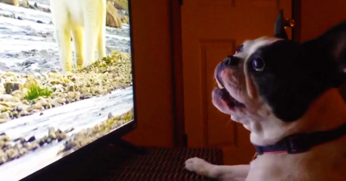 dog watching TV