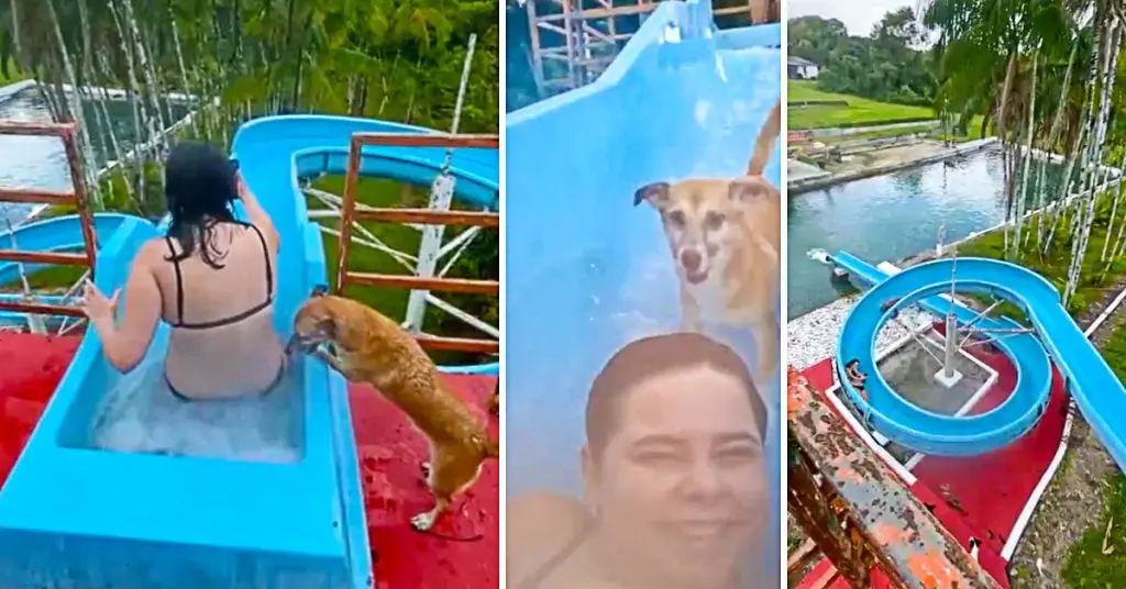 dog on water slide