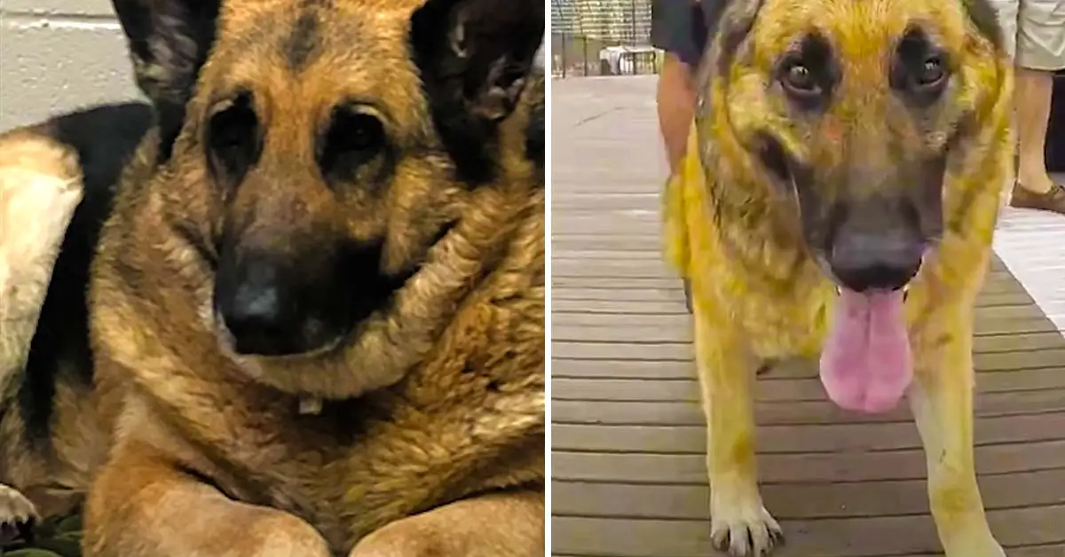 dog weight loss