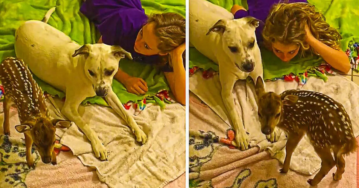 Dog Welcomes Fawn