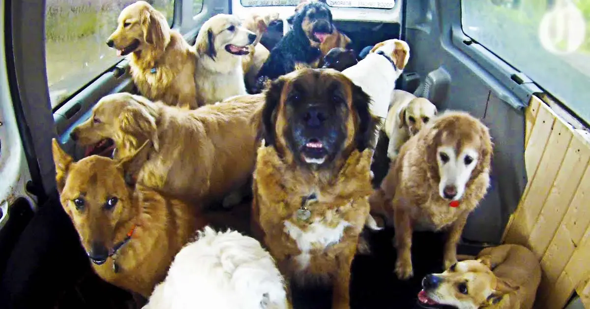 dog school bus