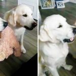 dogs share toy