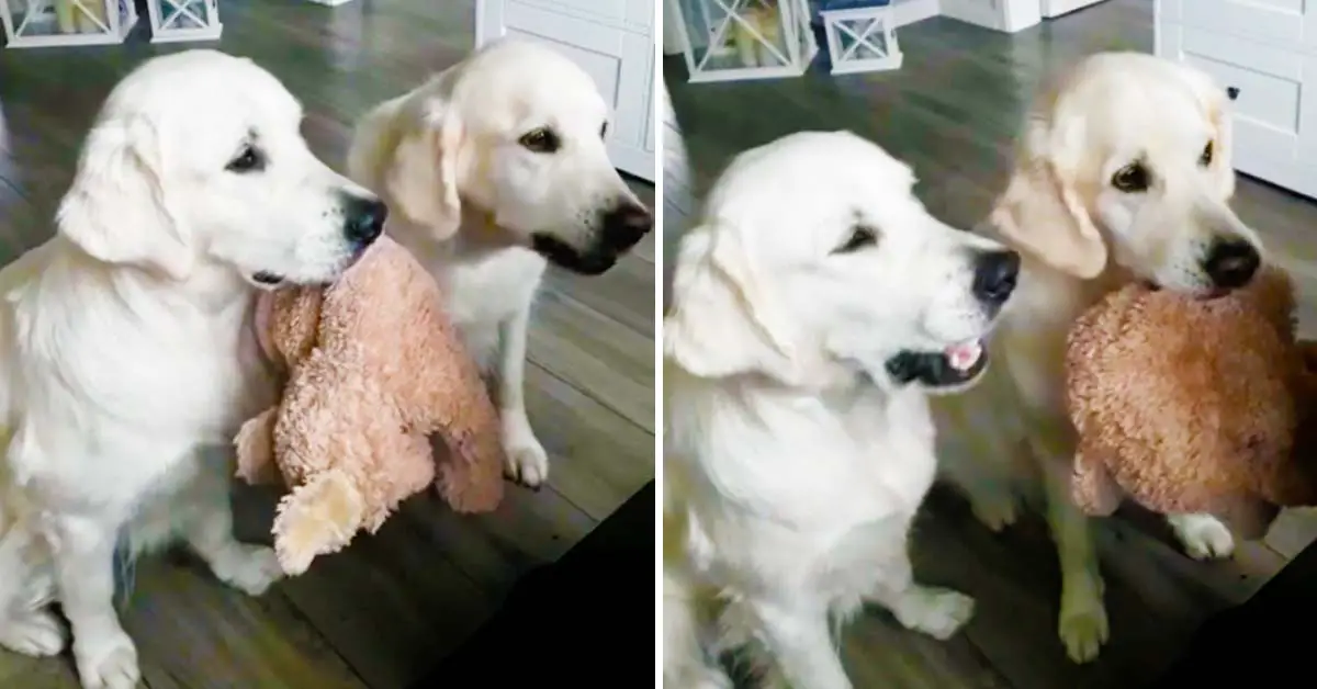 dogs share toy