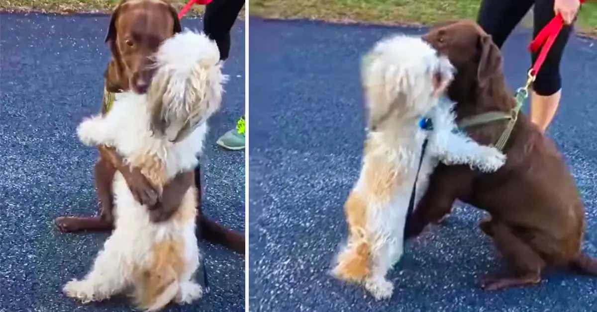 Dogs hug