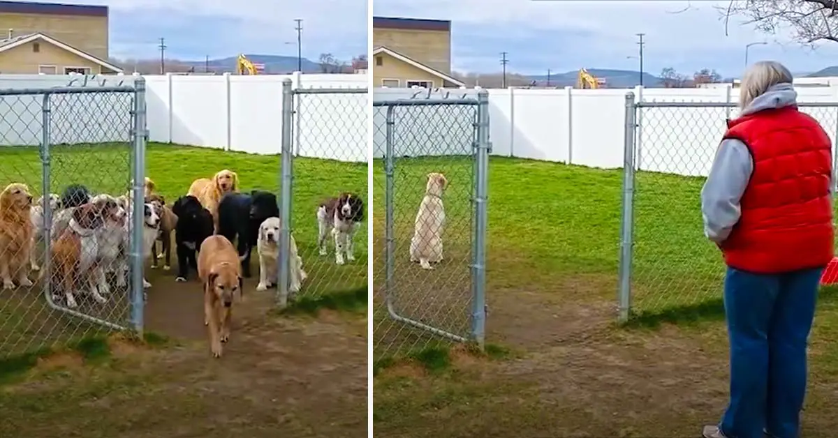 dogs wait