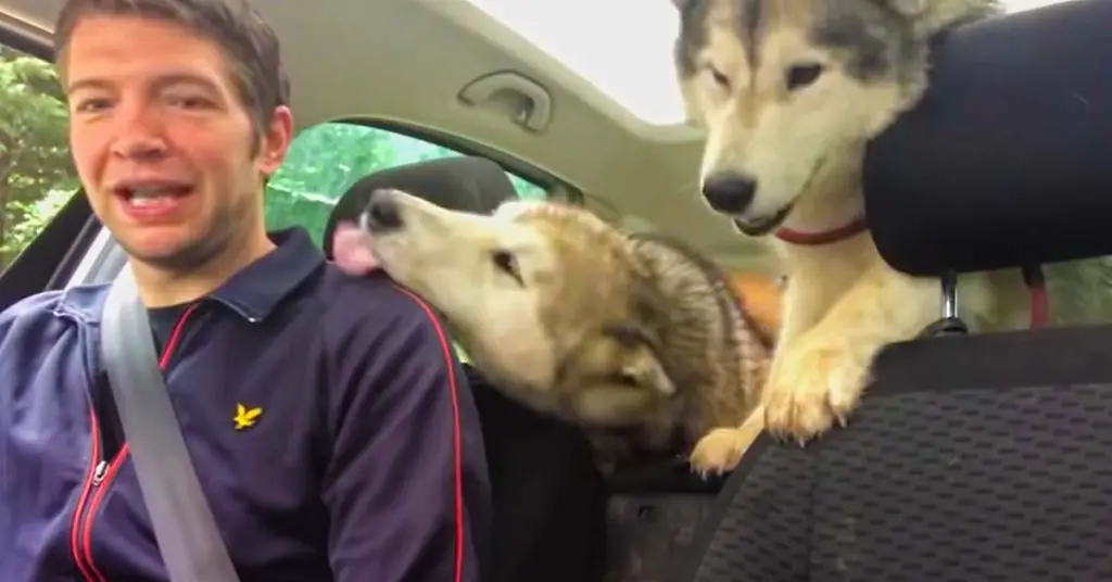 excited Huskies