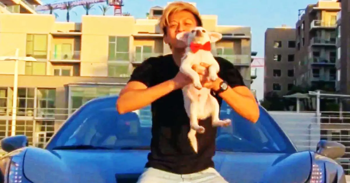 puppy vs Ferrari