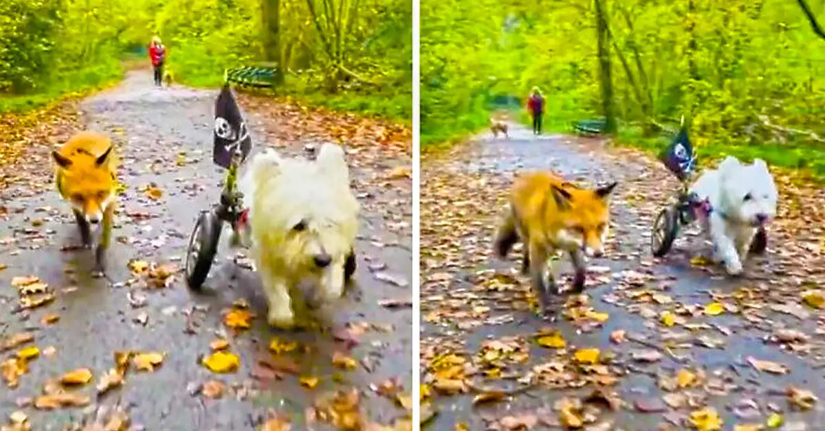 fox and dog